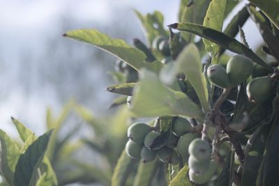 Close-up of berries growing on tree