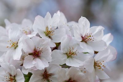 Close-up of fresh white flowers