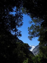 Low angle view of trees against blue sky