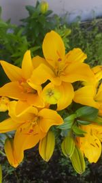 Close-up of yellow flowers blooming outdoors