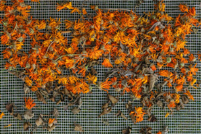 High angle view of insect on metal fence