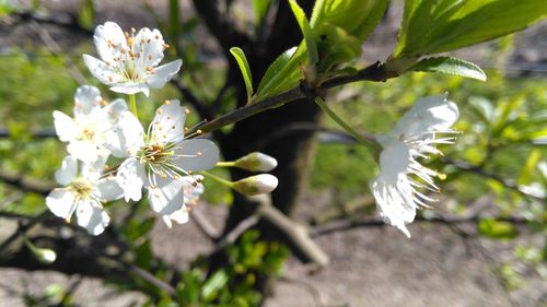 Close-up of white flowers