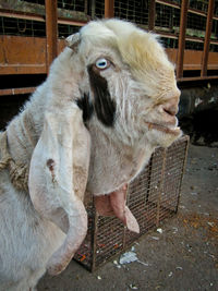 Close-up of goat in pen