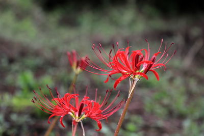 Close-up of red flowering plant