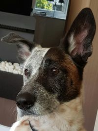 Close-up portrait of dog at home