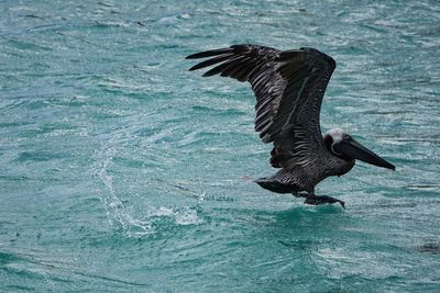 Bird flying over sea