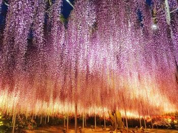 Purple flowers on field at night