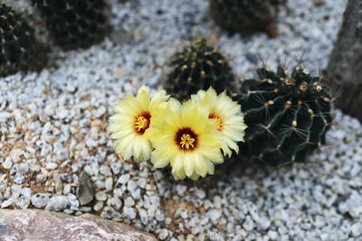 The yellow cactus flower blooming in the garden