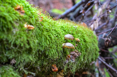 Close-up of mushrooms growing on tree in forest