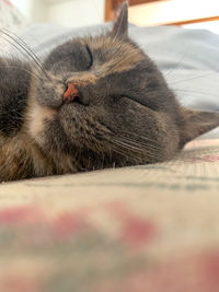 Close-up of cat sleeping