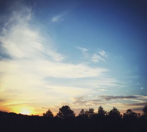 Silhouette of trees at sunset