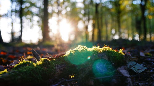 Close-up of fresh plants in forest