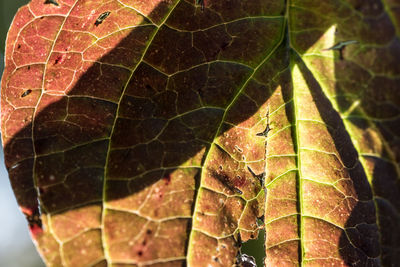 Close-up of leaves