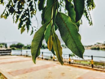 Close-up of fresh green leaves in city against sky