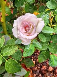Close-up of rose plant