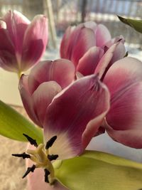 Close-up of pink flowering plant