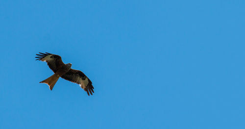 Low angle view of eagle flying in sky