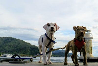 Dogs sitting on riverbank against sky