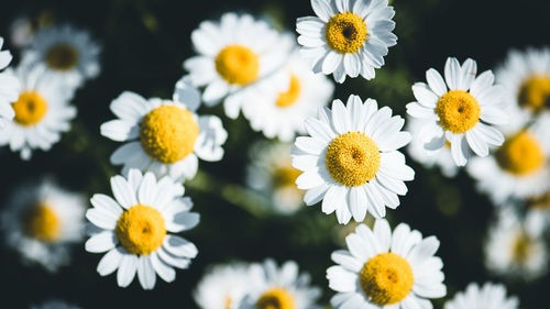 Close-up of white daisy flowers