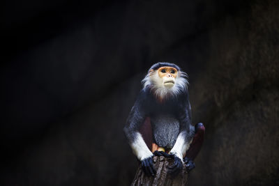 Low angle view of monkey in zoo