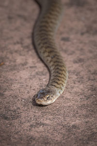 Close-up of a lizard