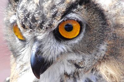 Close-up portrait of owl