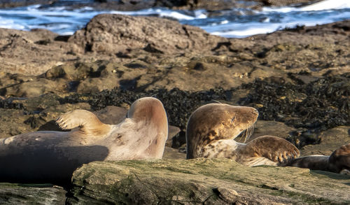 Flock of sheep on rock