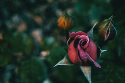 Close-up of wilted rose