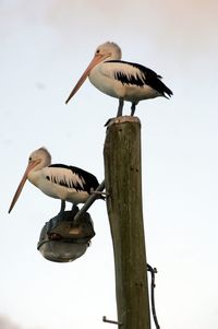 Bird perching on wooden post against sky