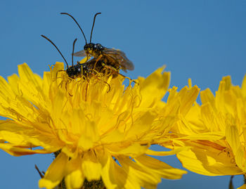 Black soldier fly flies insect hermetia illucens mating on yellow dandelions