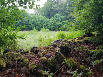 Plants growing on rock in forest