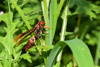 Close-up of insect on leaf