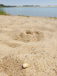 Close-up of shells on beach