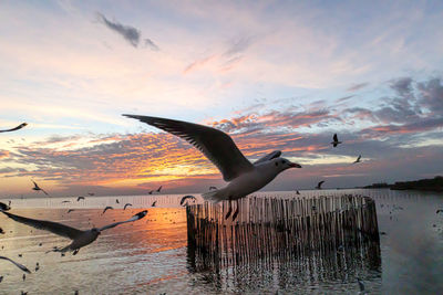 Seagulls flying over sea against sky during sunset