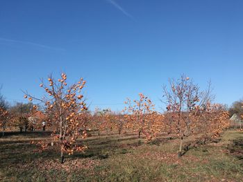 Trees on field against clear blue sky