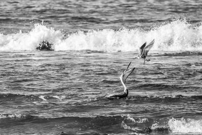 Seagull stealing food from the beak of a pelican