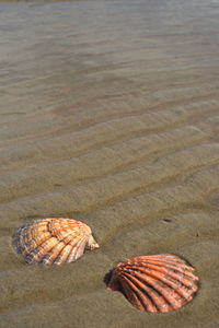 View of seashell on beach