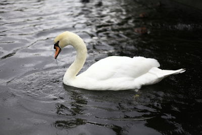 Swan floating on lake