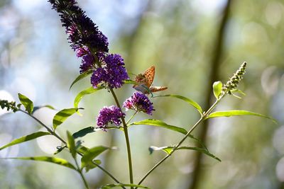 Close-up of butterfly on plant