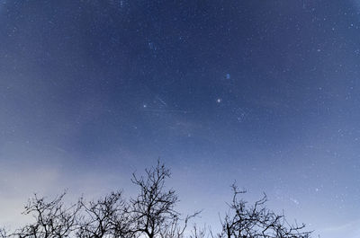 Low angle view of tree against sky at night