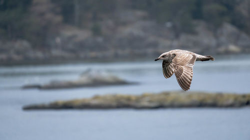 Seagull flying over sea