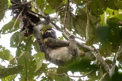 Low angle view of sloth in tree