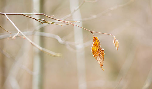 Close-up of dry leaves on branch