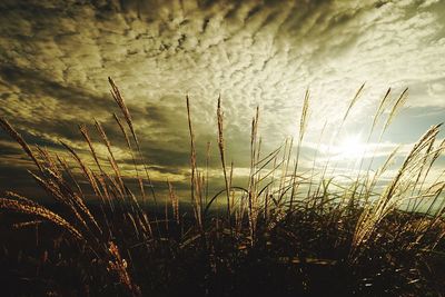 Close-up of stalks against clouds