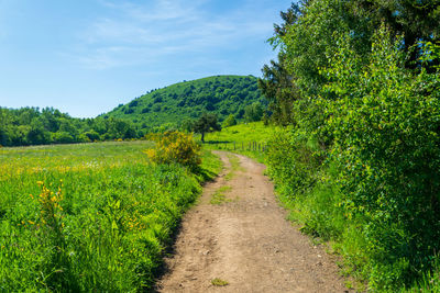 Dirt road amidst plants and trees against sky