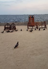 View of seagulls on beach