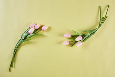 Close-up of pink flowering plant against white background