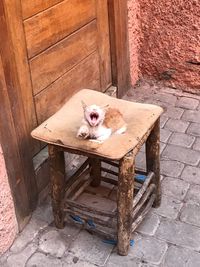 Portrait of dog on wood