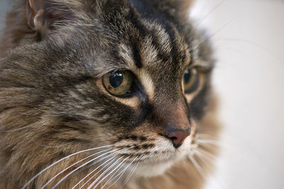 Close-up of cat against white background