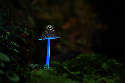 Close-up of mushroom growing on tree